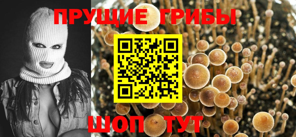 Псилоцибиновые грибы Cubensis Похвистнево